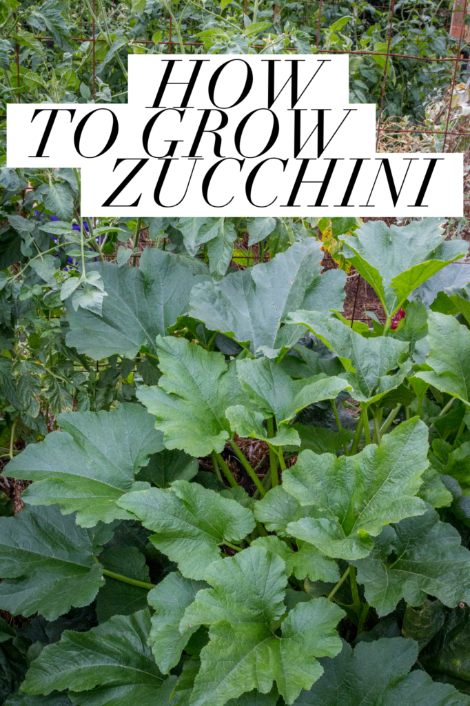 How to Grow Zucchini Vertically - Four Kids and a Chicken