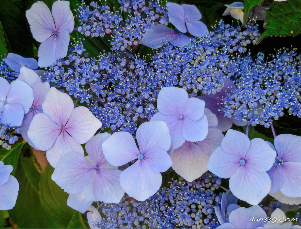 Tips For Growing Hydrangea - Four Kids And A Chicken